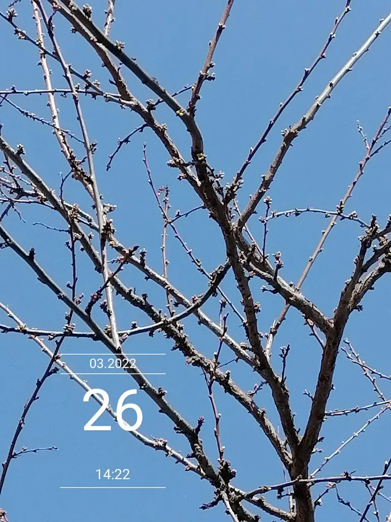 Чайная беседка