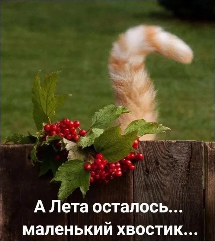 Кафе "У пани Сони"