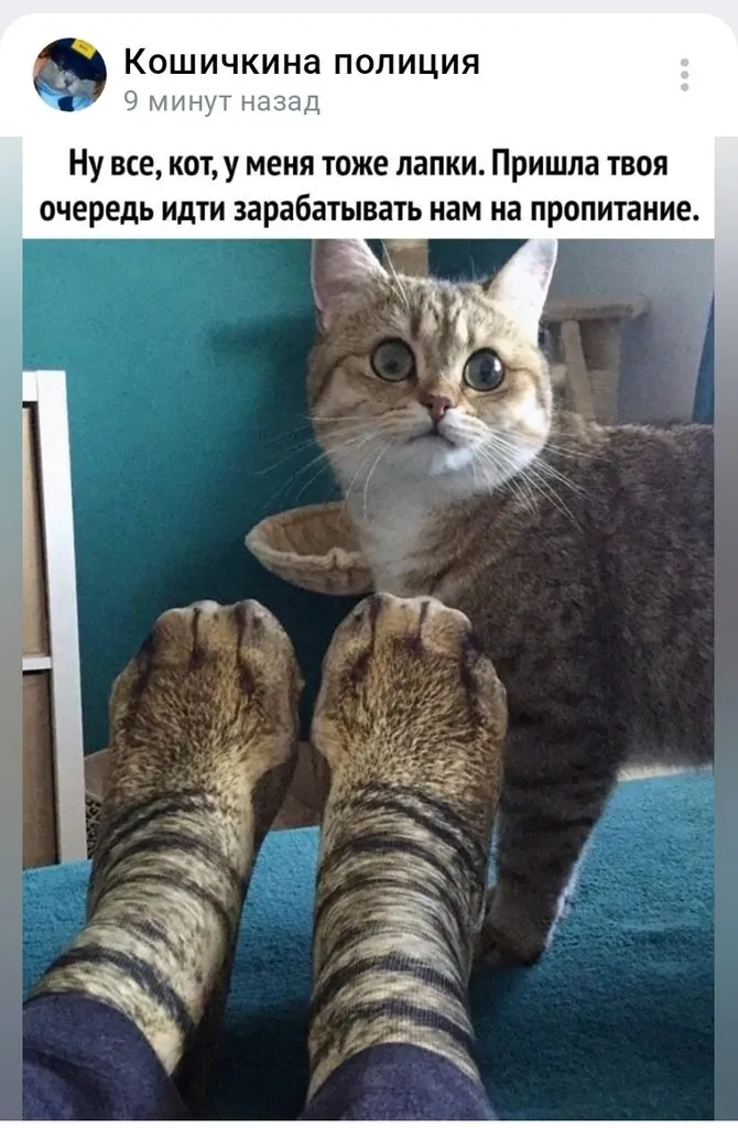 Кошичкина полиция