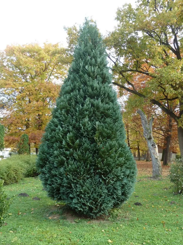 Флора