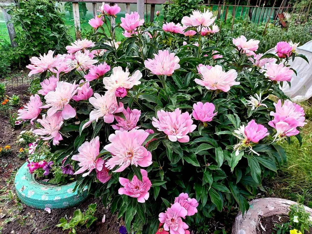 Чайная беседка