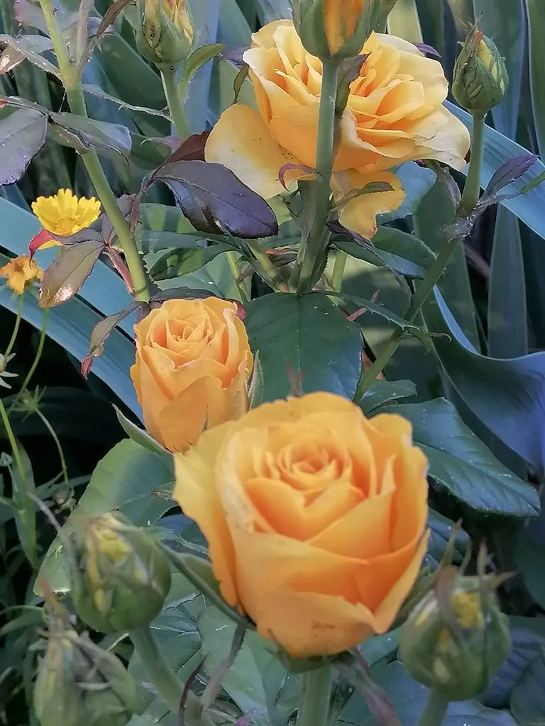 Чайная беседка