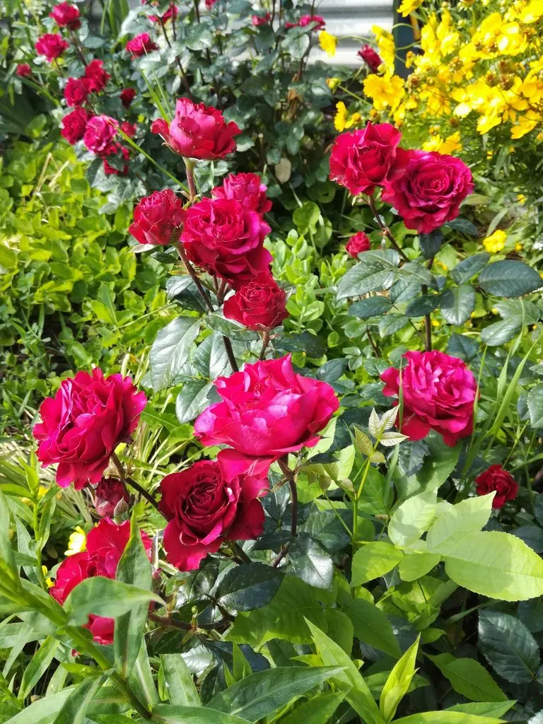 Чайная беседка