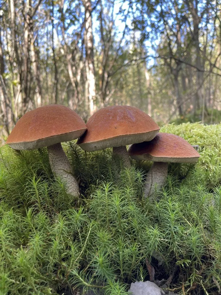 По грибы с лукошком
