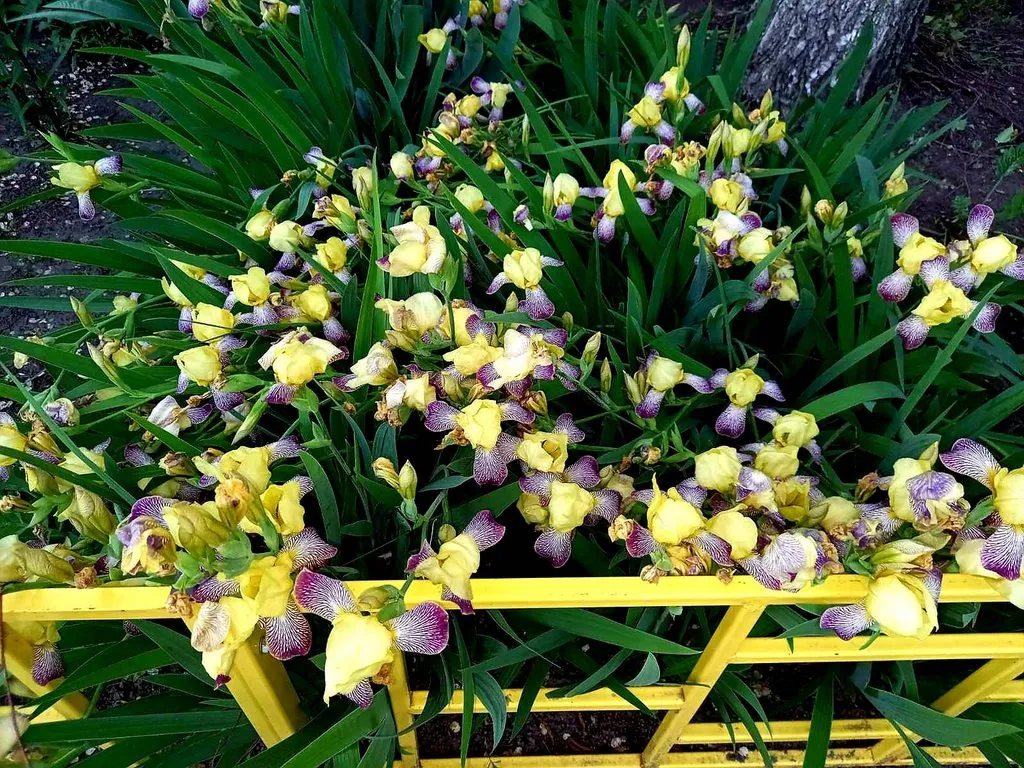 Чайная беседка