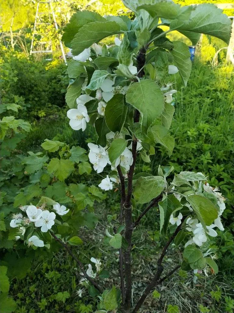 Кафе «У пани Сони»