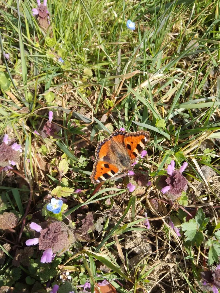 Чайная беседка