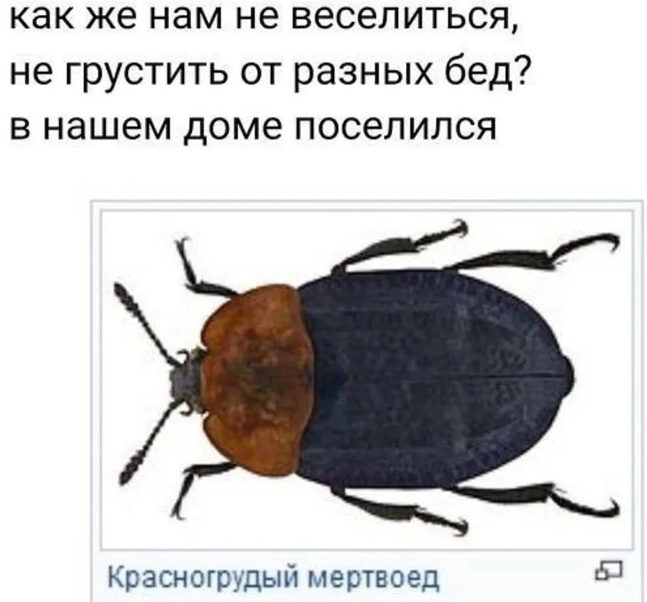 Всюду рифмы