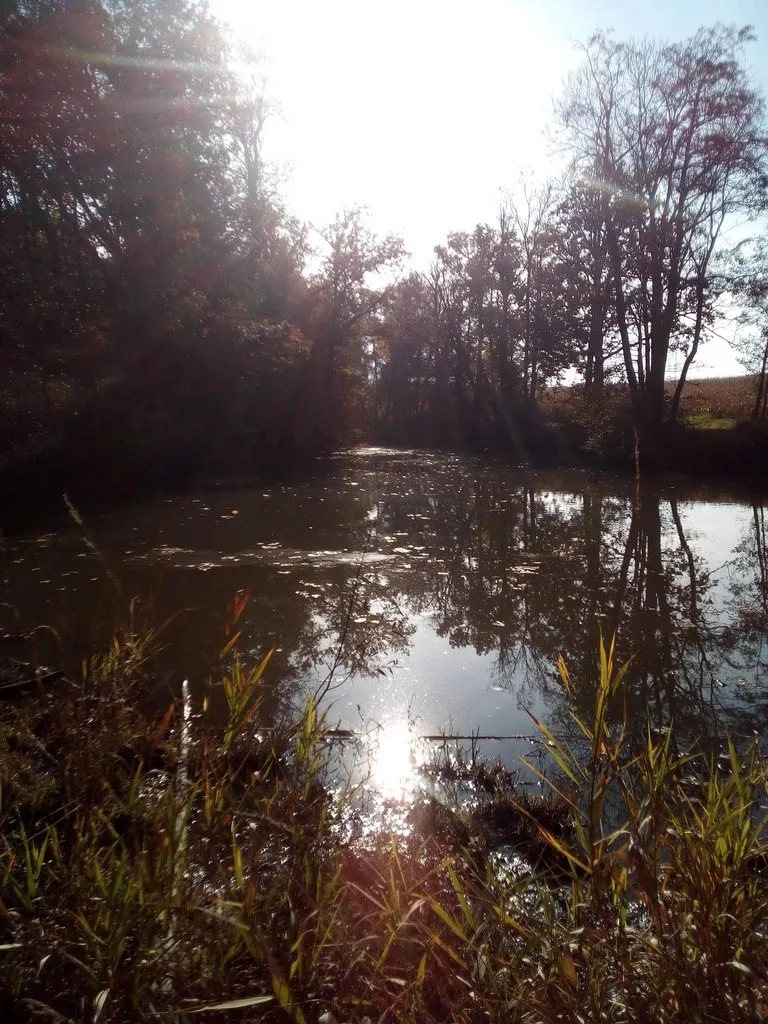 Чайная беседка