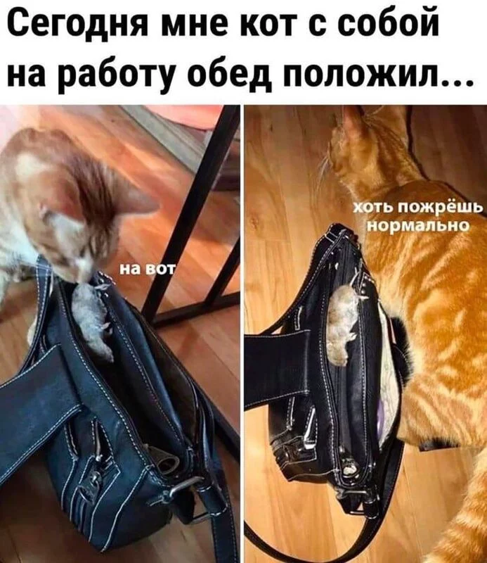 Кто сказал "Мяу"?
