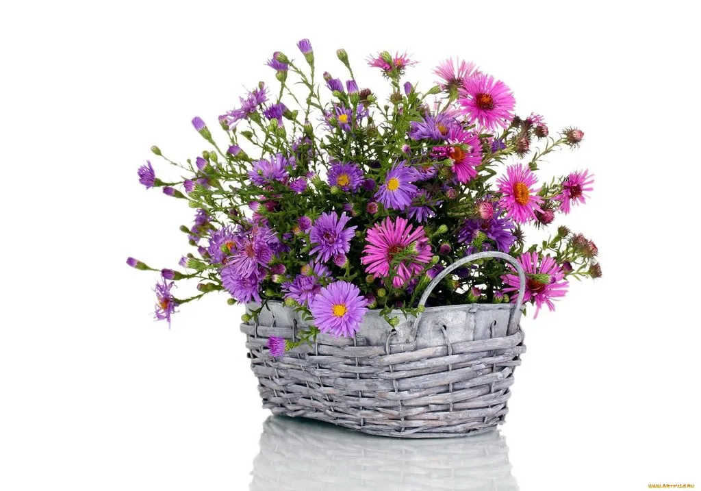 Tapтaлeтки & Ко