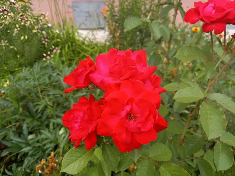 Флора
