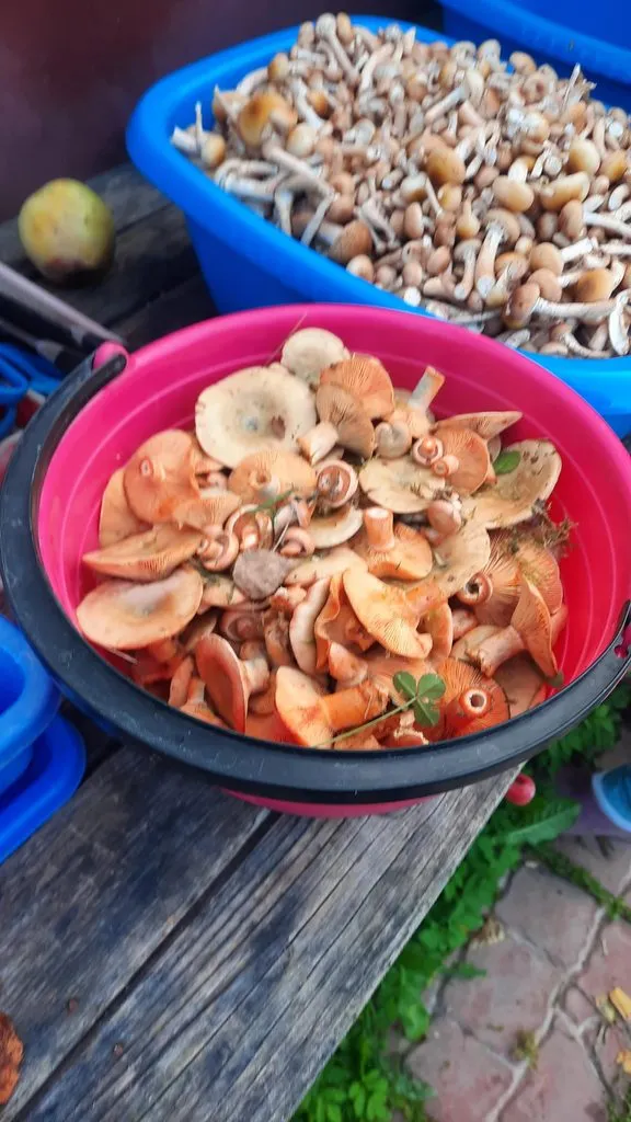 По грибы с лукошком