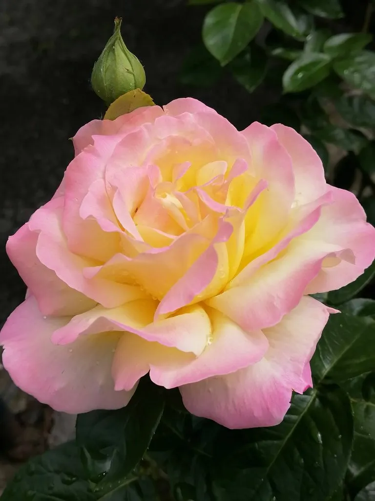 Чайная беседка