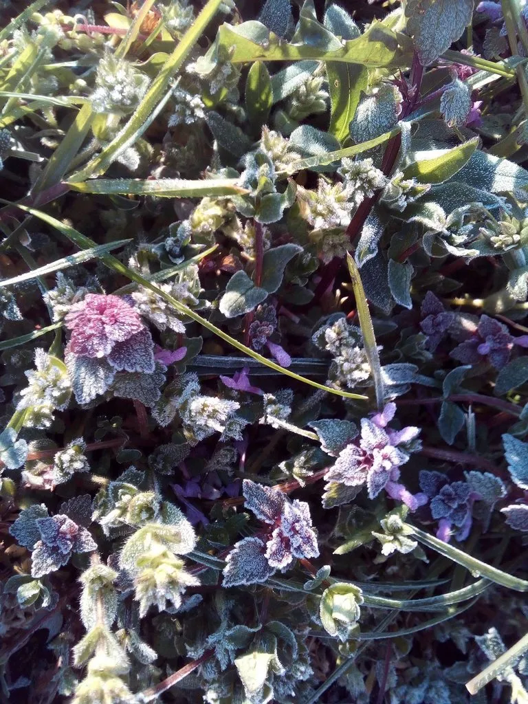 Чайная беседка