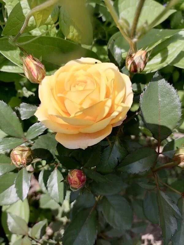 Флора
