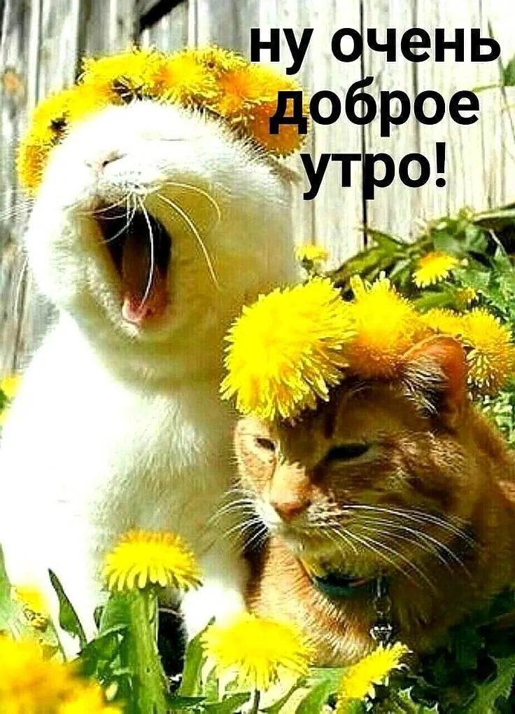 Tapтaлeтки & Ко