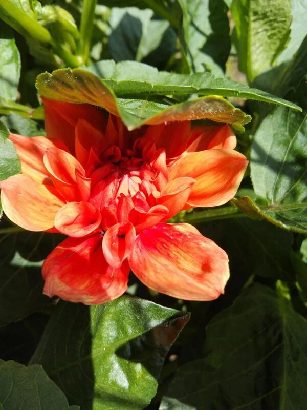 Чайная беседка