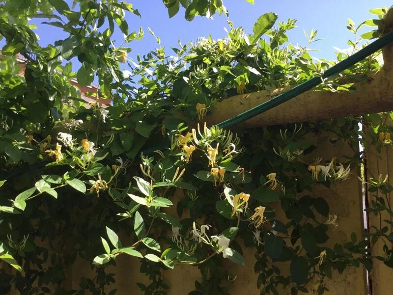 Чайная беседка