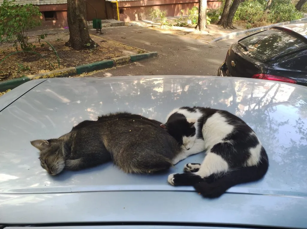 Чайная беседка