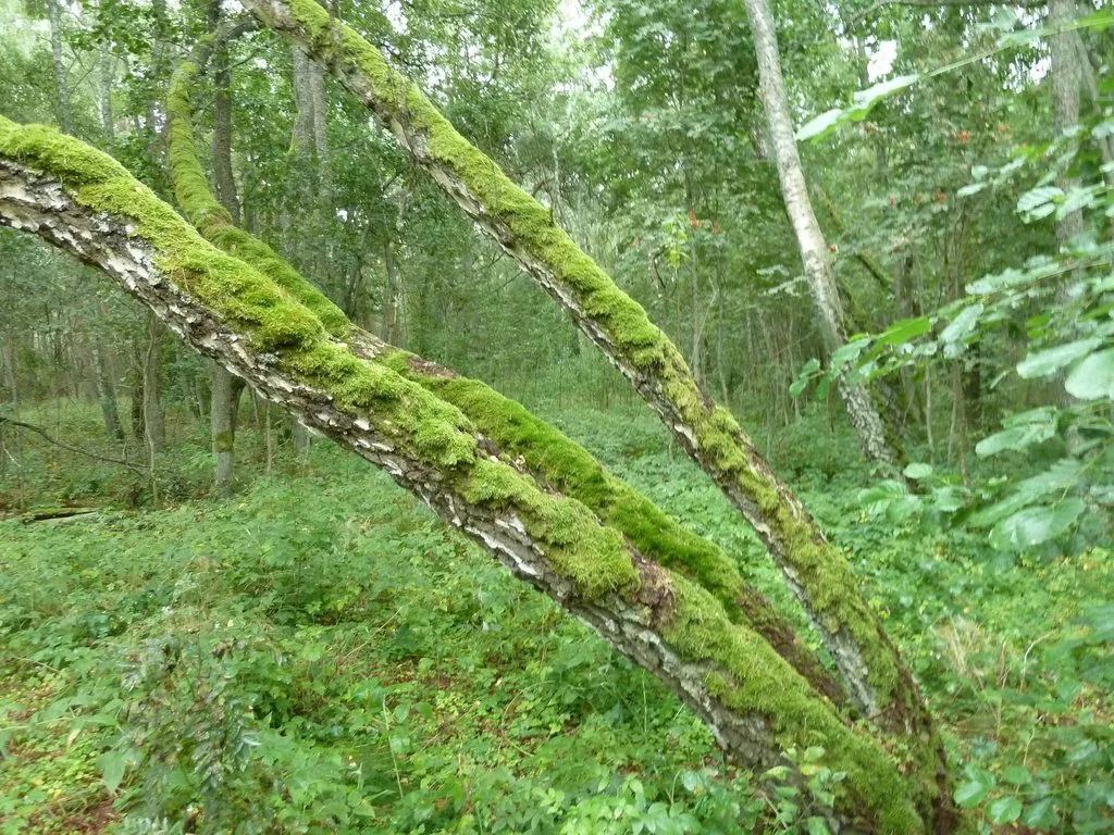 Флора