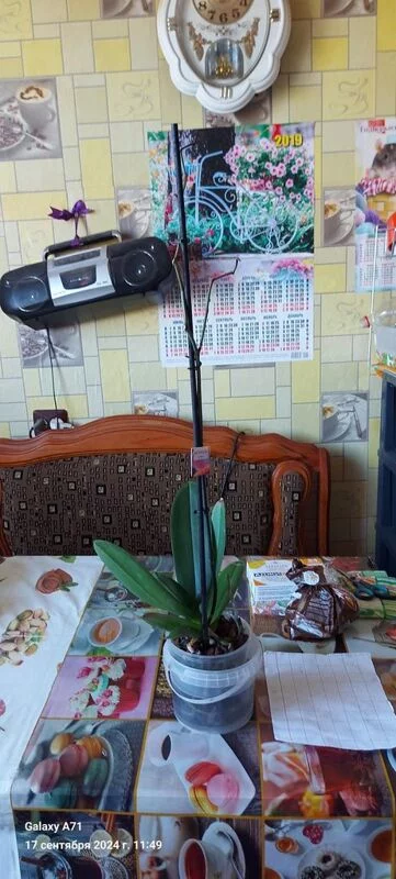 Чайная беседка