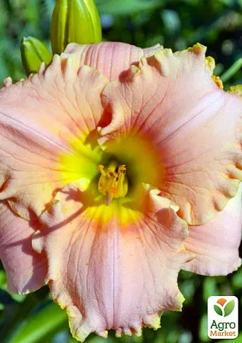 Чайная беседка