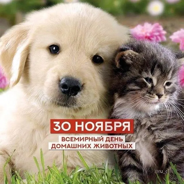 Кто сказал "Мяу"?