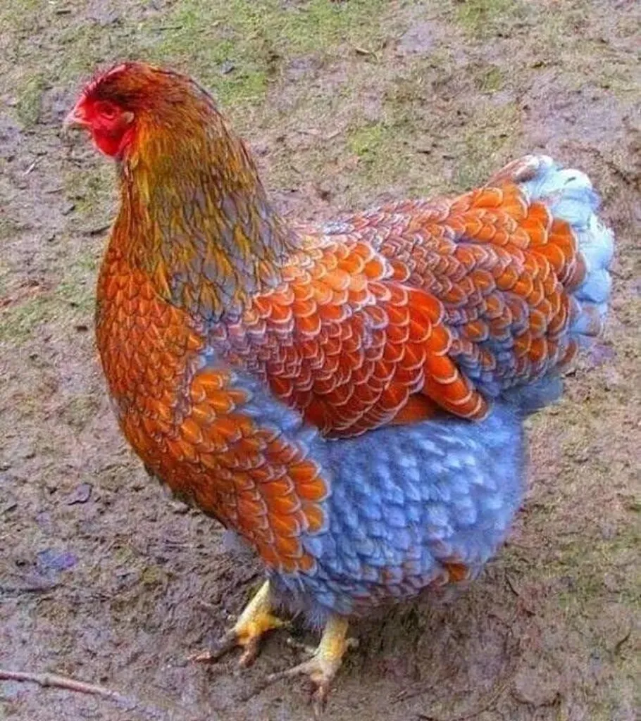 Эти забавные животные