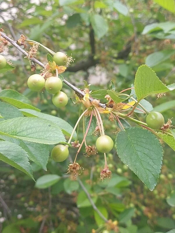 Чайная беседка