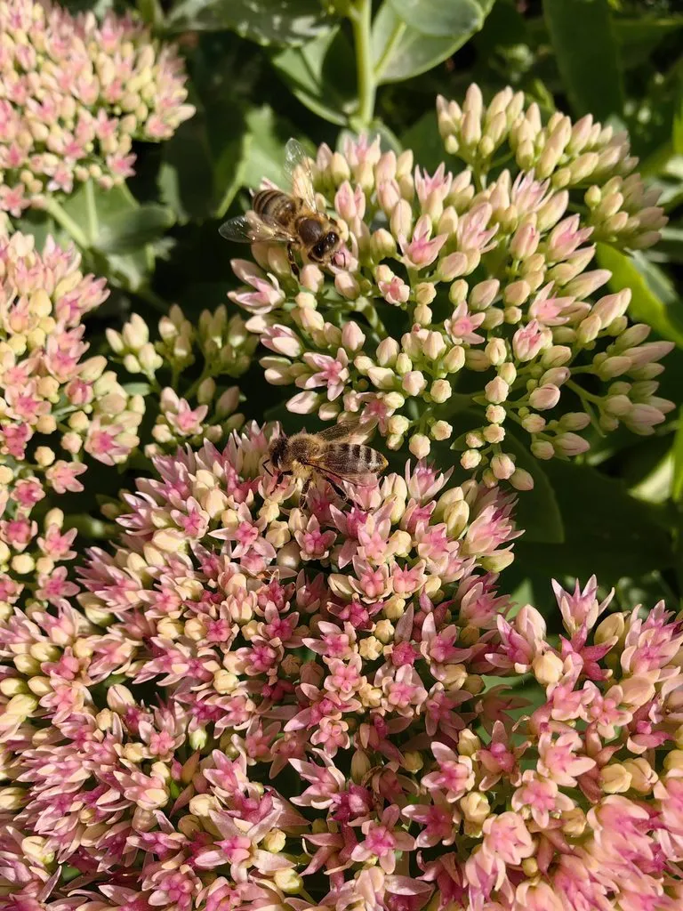 Чайная беседка