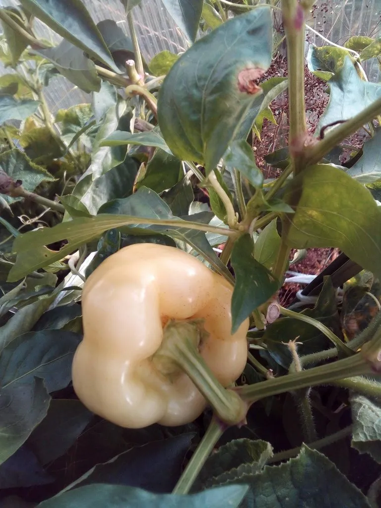 Чайная беседка