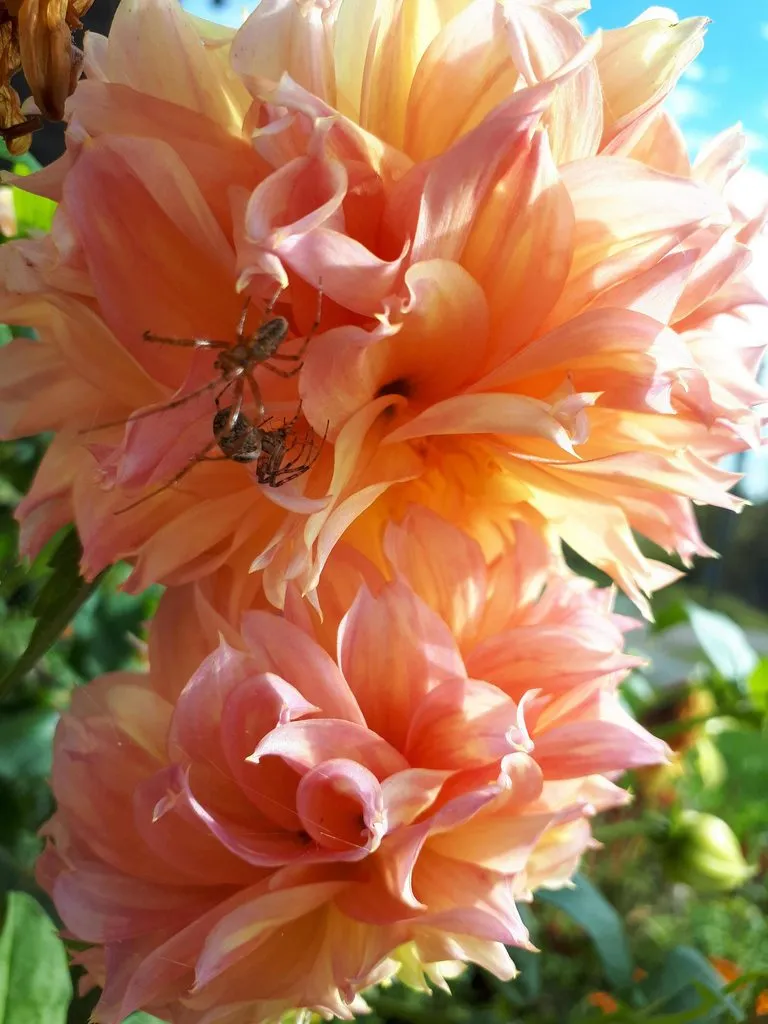 Чайная беседка