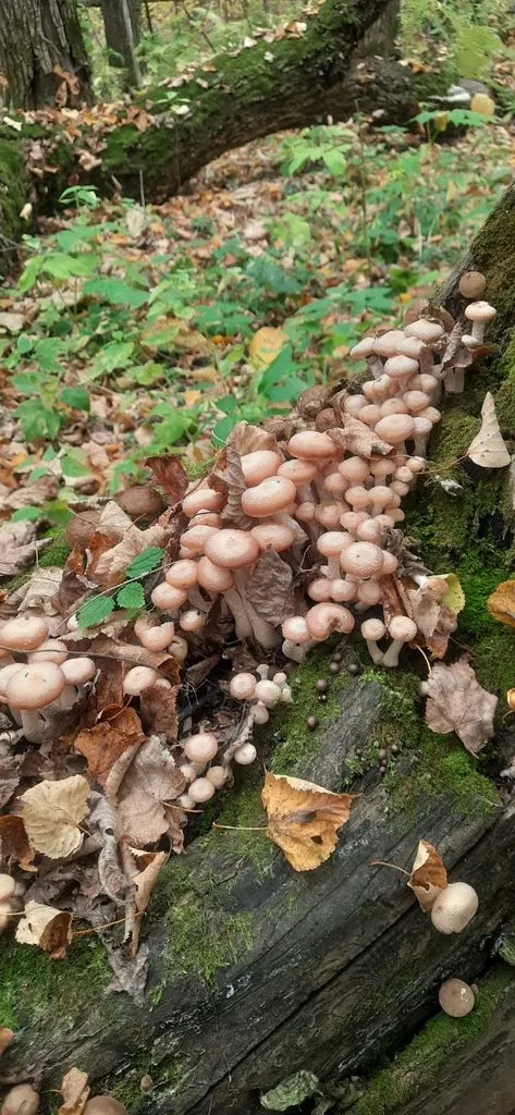 Чайная беседка