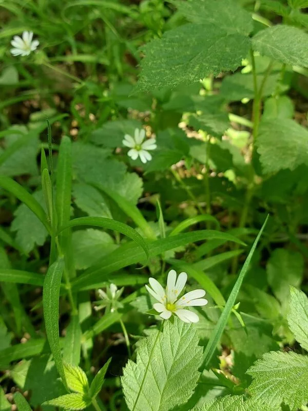 Чайная беседка