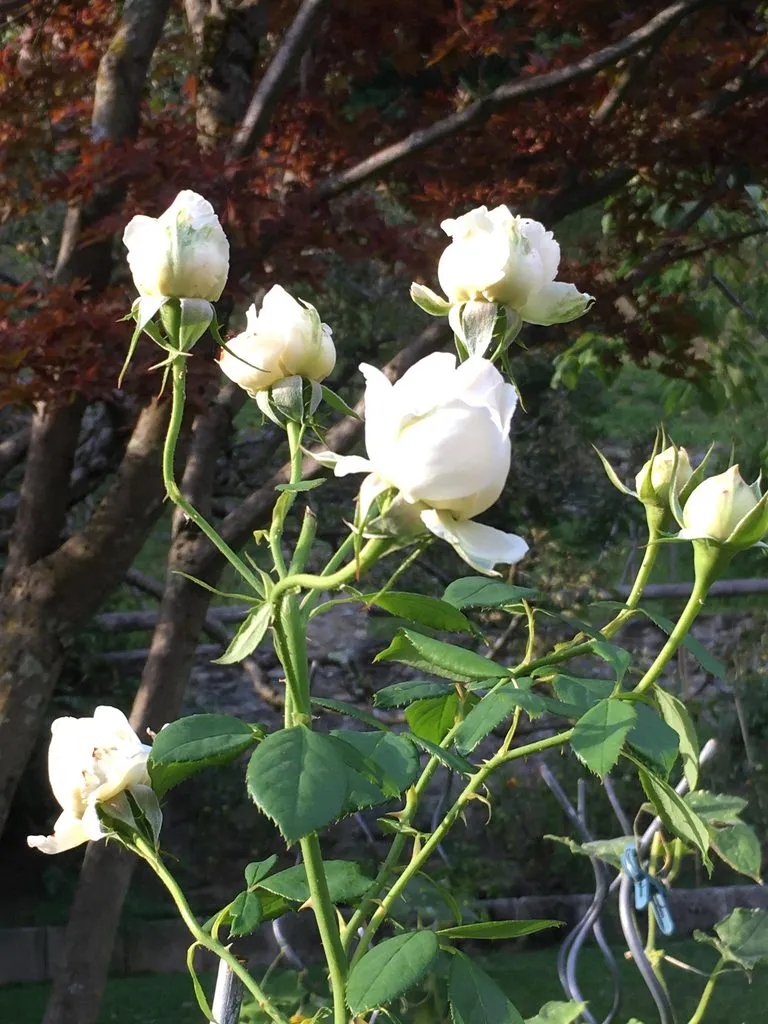 Чайная беседка