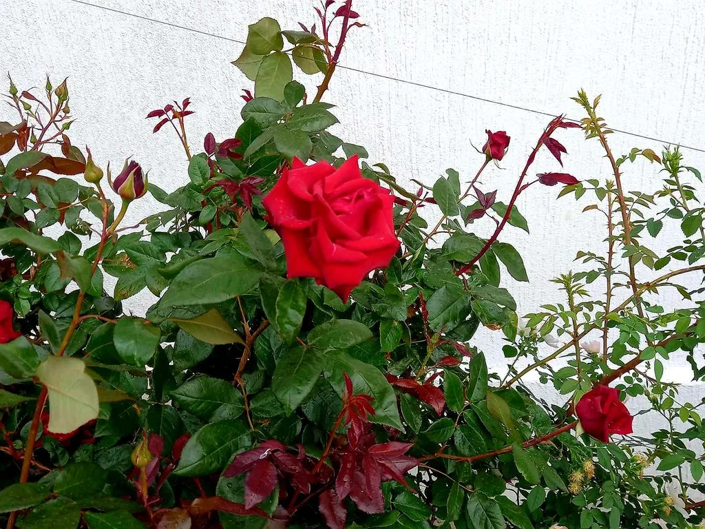 Чайная беседка