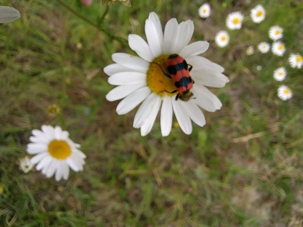 Чайная беседка