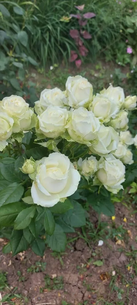 Чайная беседка