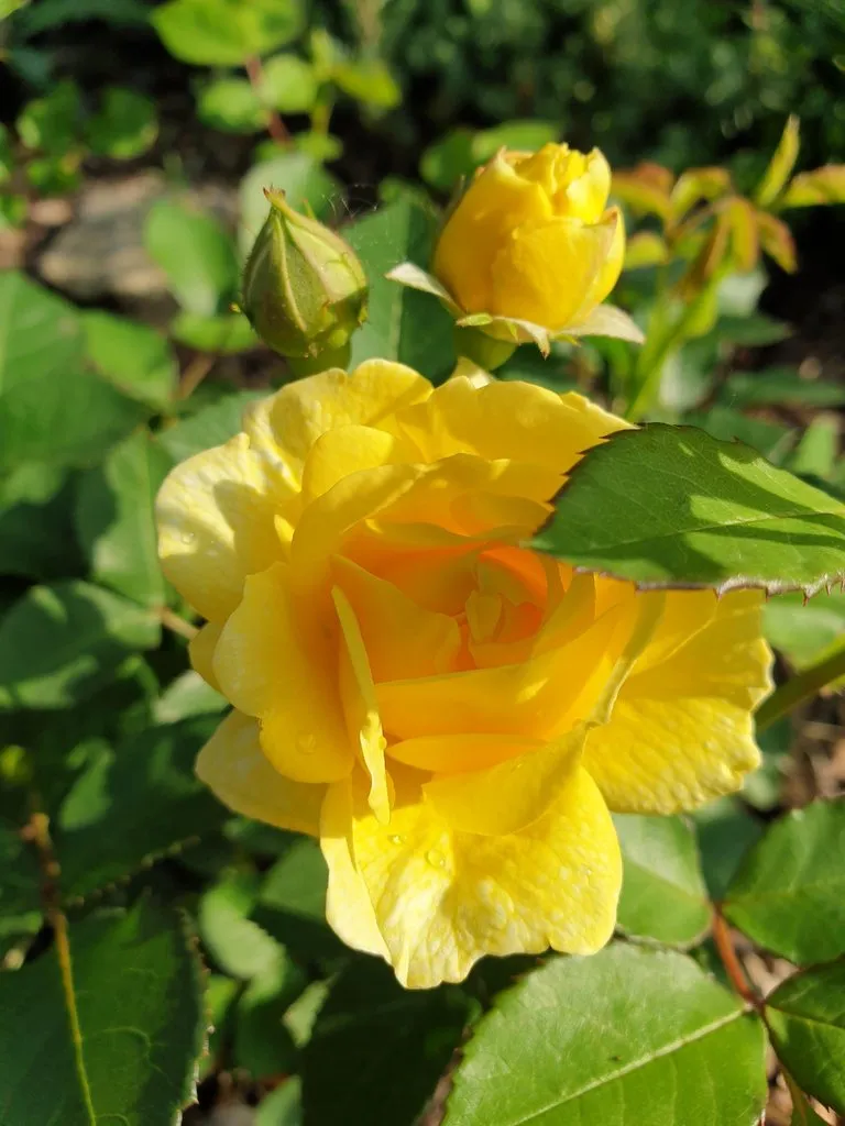 Чайная беседка