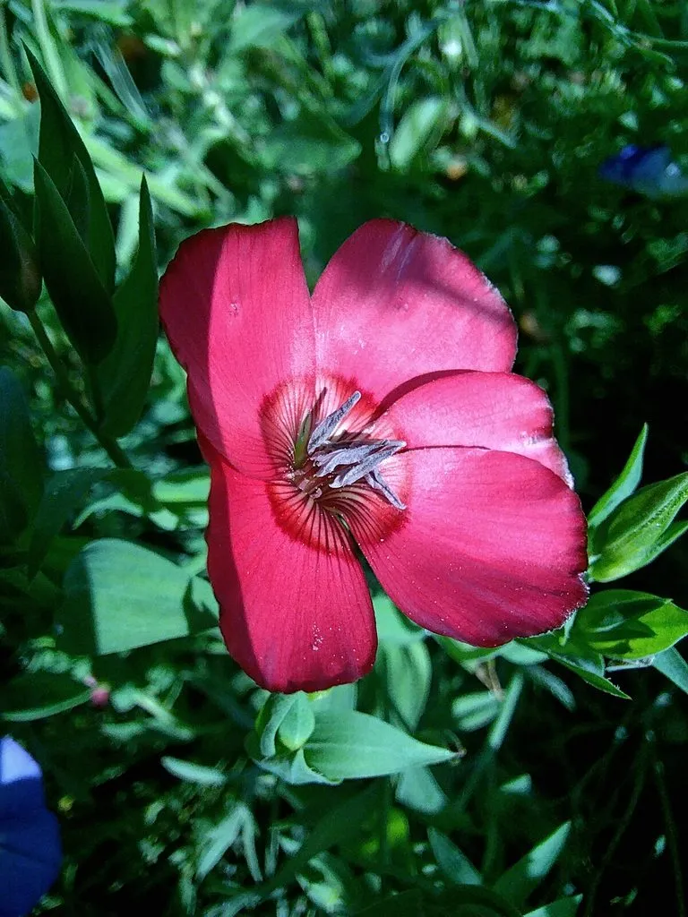 Флора