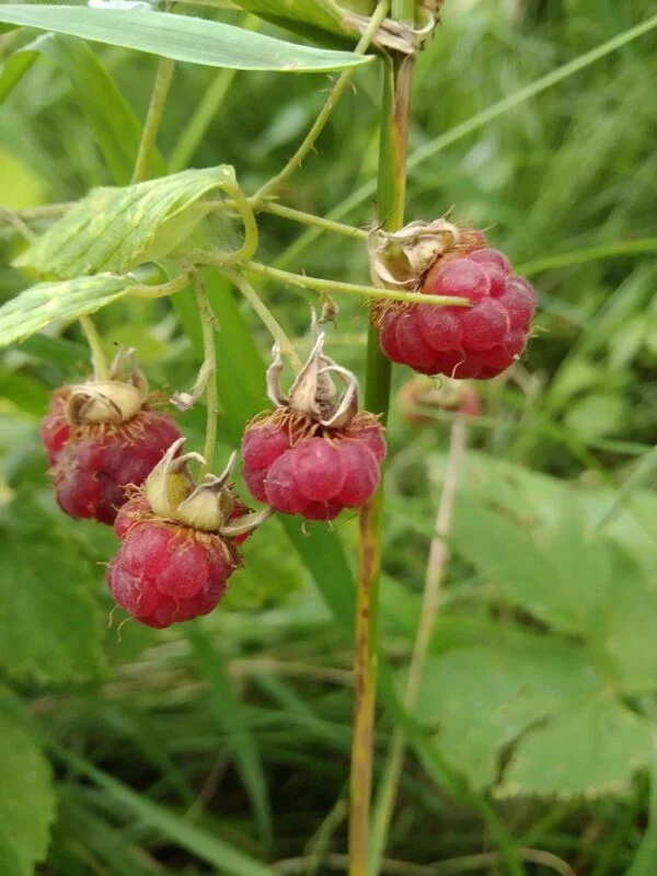 Флора