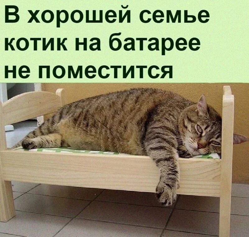 Кто сказал "Мяу"?
