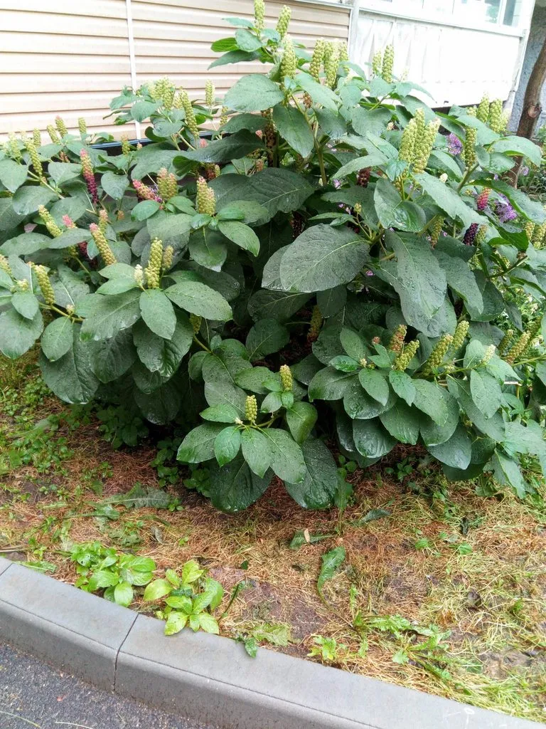 Флора