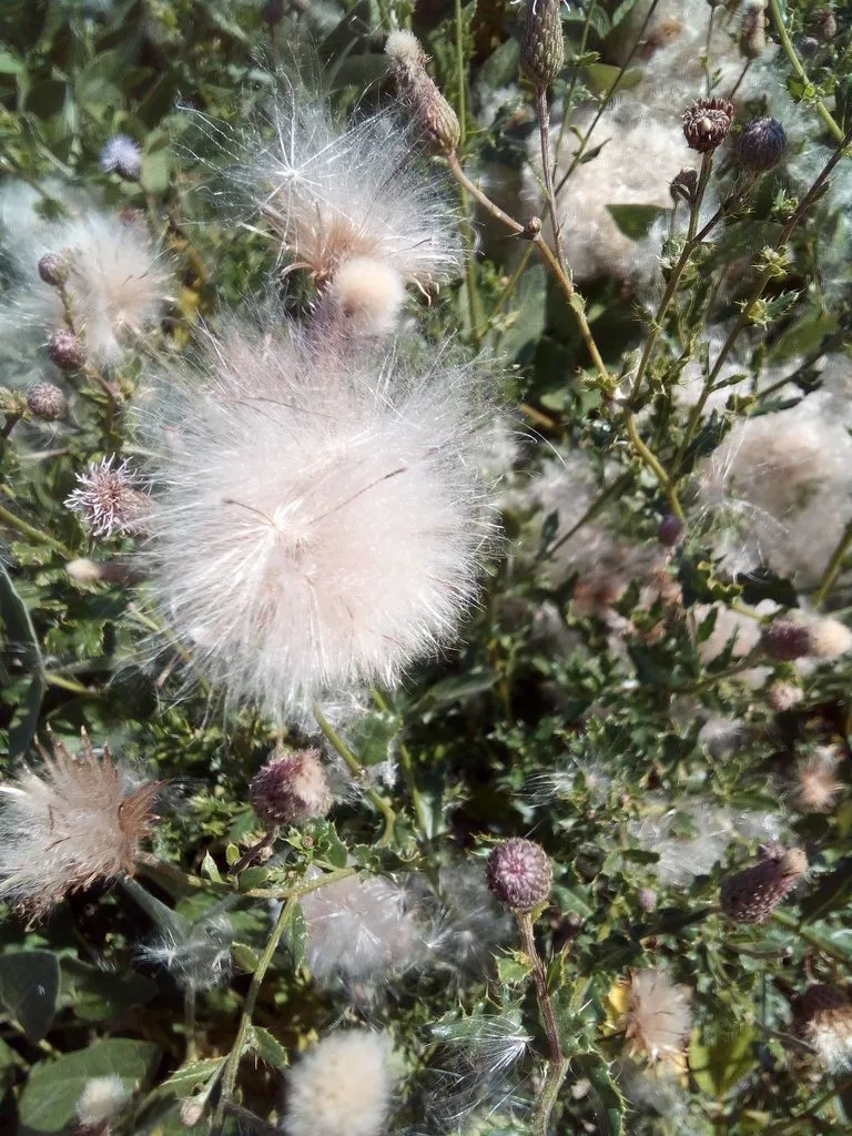 Чайная беседка