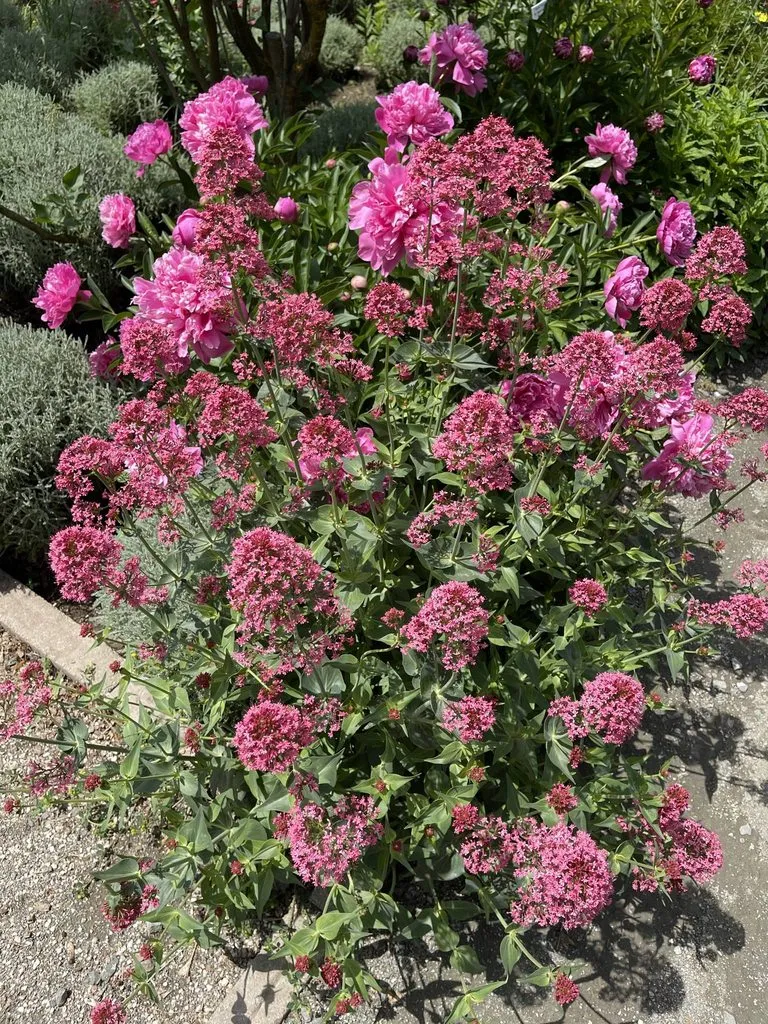 Tapтaлeтки & Ко