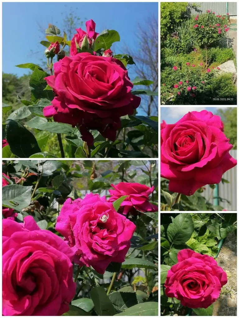 Чайная беседка