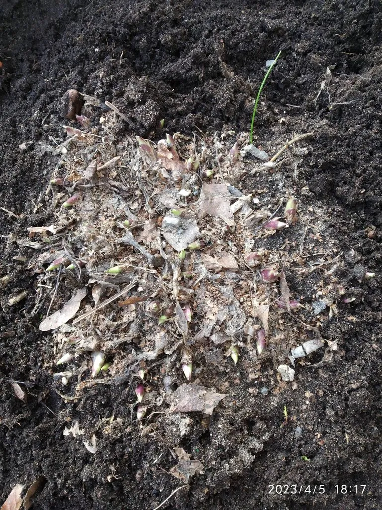 Чайная беседка