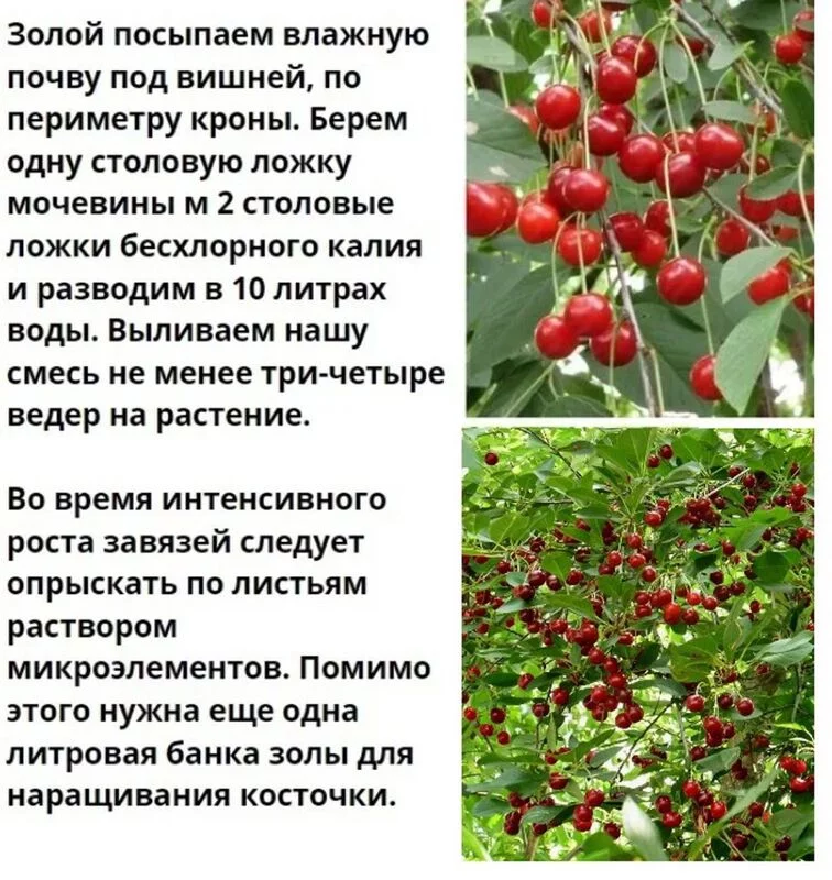 Садово-огородная  инфографика