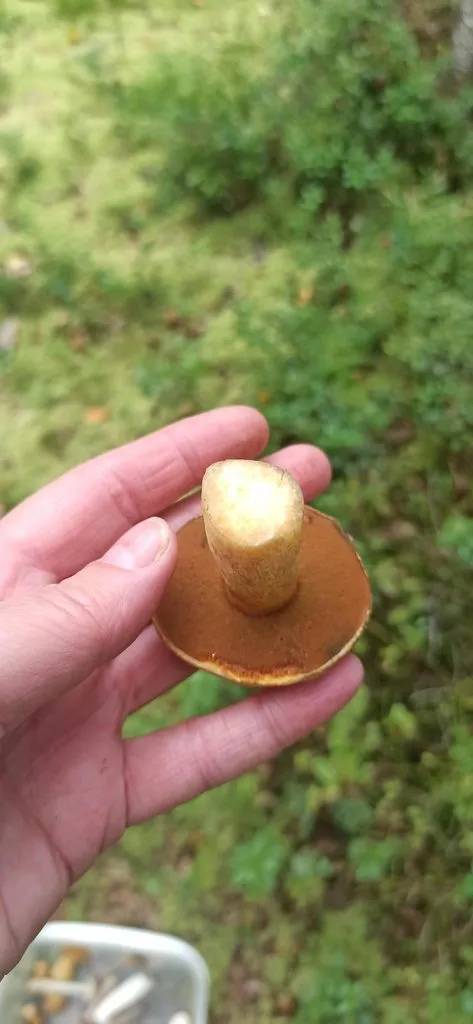 По грибы с лукошком